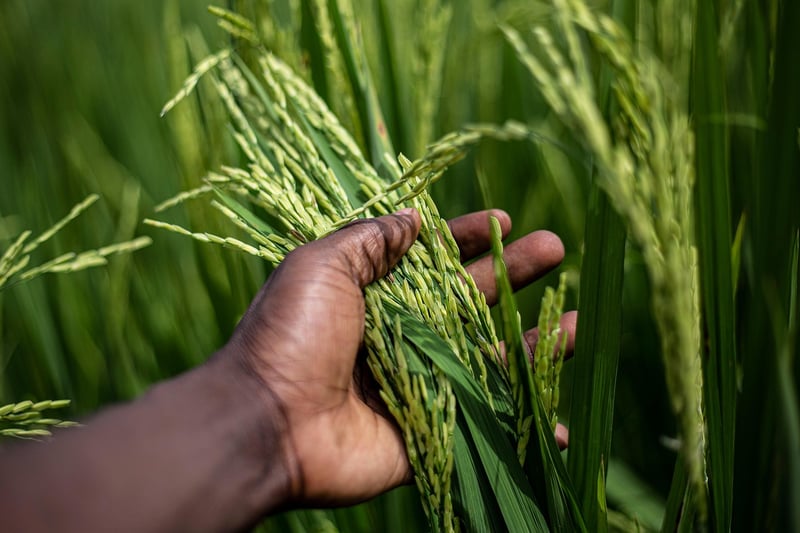 Organic Farming